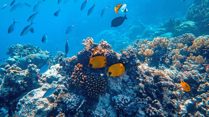 Récif de corail coloré entouré de poissons tropicaux dans l'eau bleue claire de l'océan.