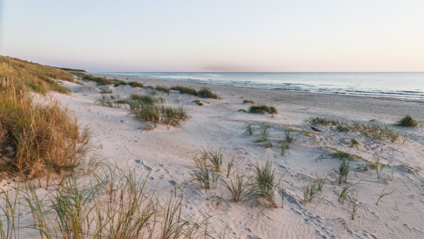 Dunes de sable naturelles recouvertes de végétation côtière le long d'un rivage sablonneux.