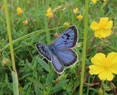 Grande femelle bleue © Royal Entomological Society