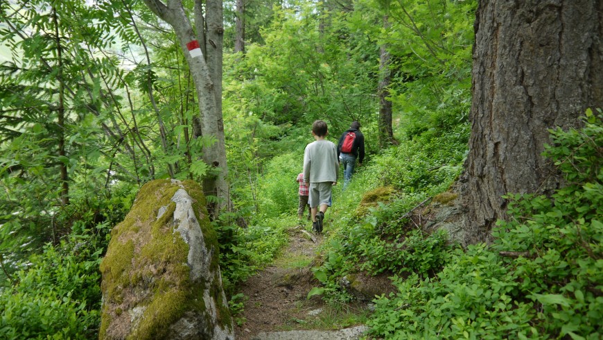 Itinéraire de randonnée en forêt