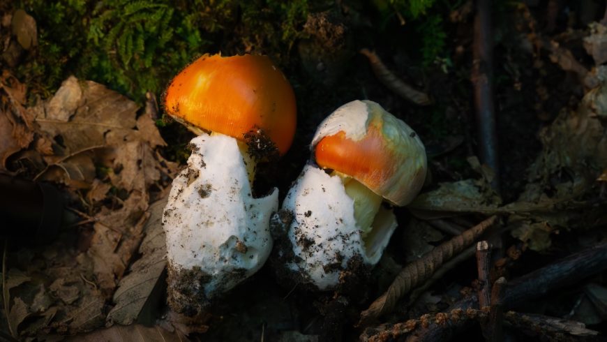 Champignons porcini poussant parmi les feuilles et la végétation boisée