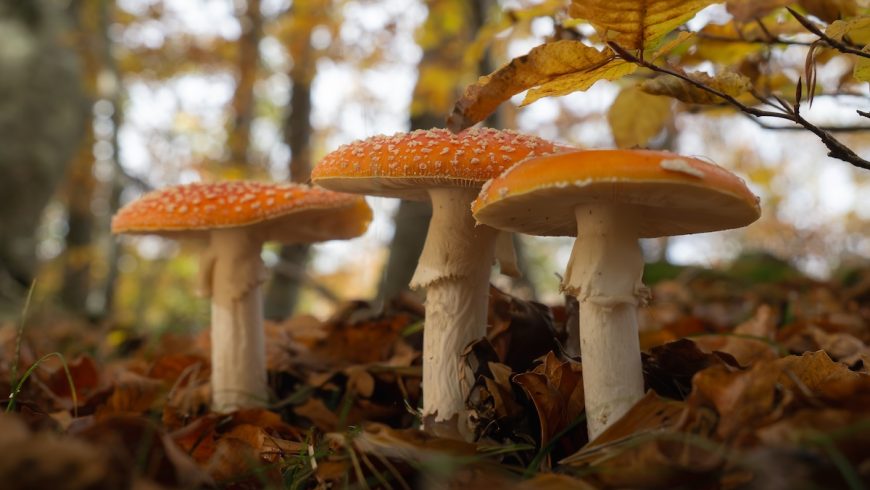 Champignons sauvages poussant sur le sol forestier
