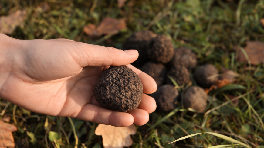 Truffe fraîche trouvée dans la campagne toscane