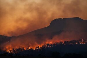 Comment le réensauvagement pourrait aider à stopper la propagation des incendies de forêt en Grande-Bretagne