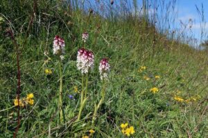 Comment les événements météorologiques extrêmes et le réchauffement climatique affectent-ils les espèces rares des prairies ?