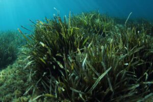Comment l’hébergement côtier peut contribuer à protéger les écosystèmes marins