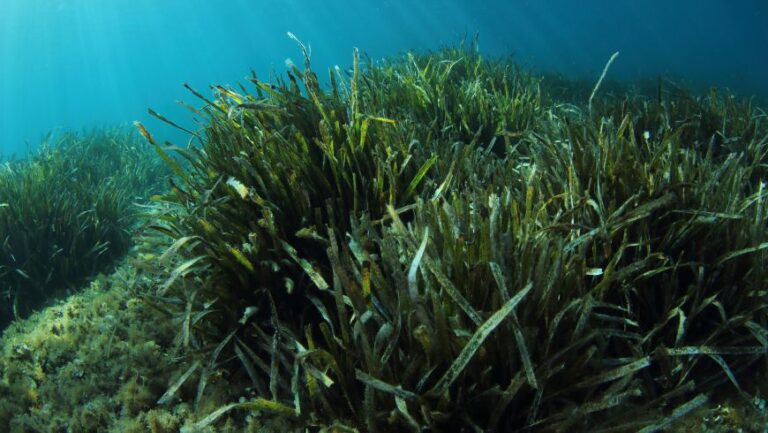 Comment l’hébergement côtier peut contribuer à protéger les écosystèmes marins