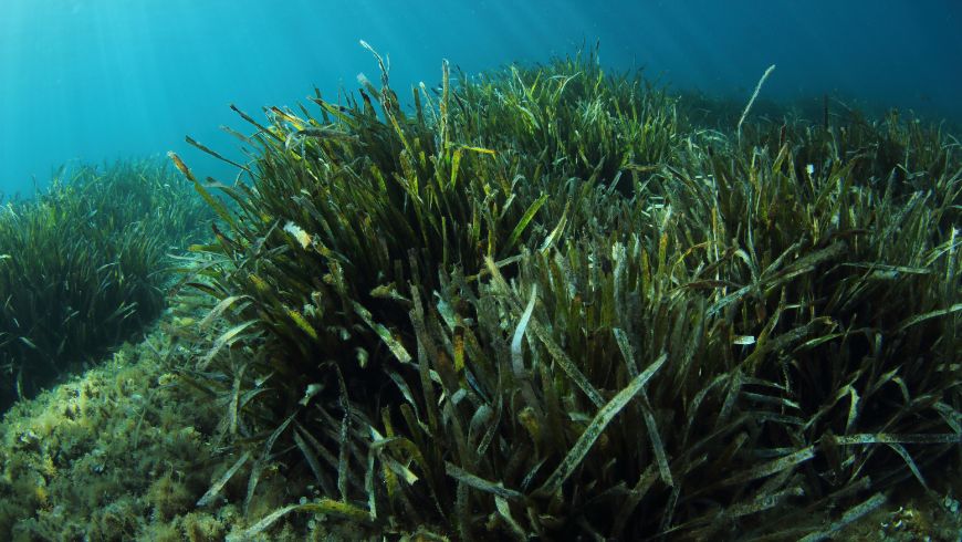 Prairie sous-marine d'herbiers de Posidonia oceanica poussant sur les fonds marins de la Méditerranée.