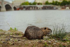 Et si nos villes étaient conçues pour la faune autant que pour les humains ?