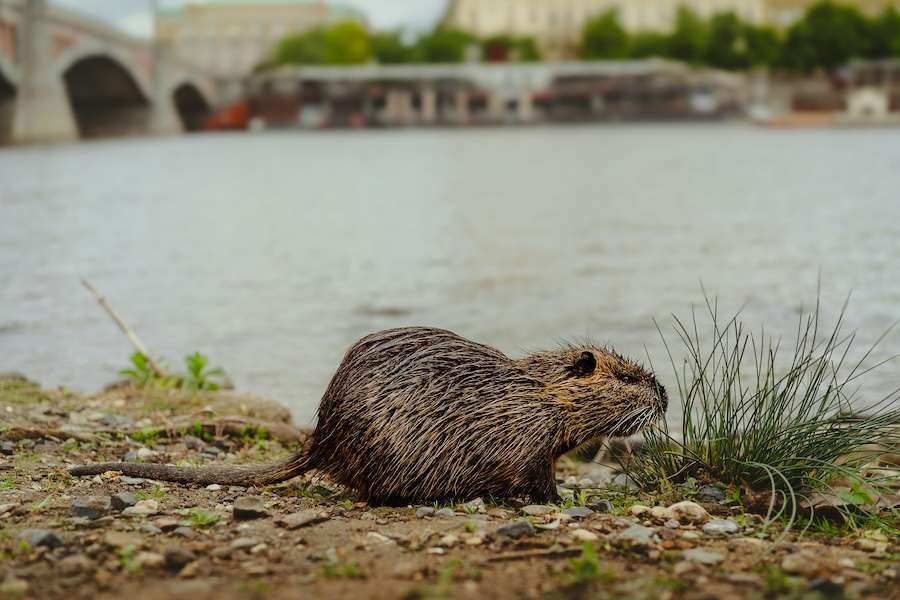 What if our cities were designed for wildlife as well as people?