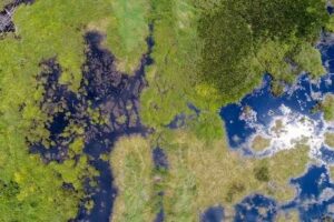 Éteindre les incendies de forêt : comment la restauration de la tourbe a réduit le risque d'incendie dans les forêts tropicales indonésiennes