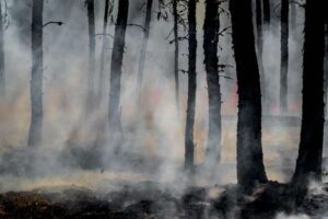 La plupart des incendies de forêt n’ont rien de « sauvage » : les humains les déclenchent et les rendent plus dangereux