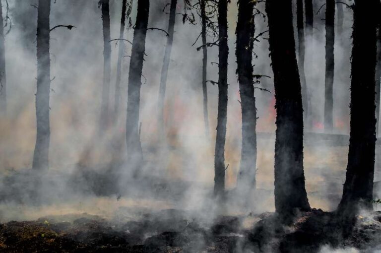 La plupart des incendies de forêt n’ont rien de « sauvage » : les humains les déclenchent et les rendent plus dangereux