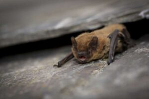 Les Wildlife Trusts mettent en garde : alors que l'Angleterre couve, la guerre de Westminster contre la nature doit cesser