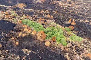 Les militants appellent au Sommet sur la résilience du paysage pour construire une défense à deux niveaux contre l'escalade des incendies de forêt
