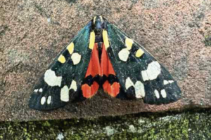 Nombre record de papillons de nuit enregistrés dans l'ancienne carrière de London Brick