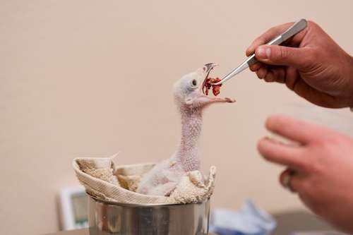 « Percée majeure » ​​pour l'un des oiseaux les plus rares d'Afrique : cinq poussins hautement menacés éclosent au zoo de Chester - alimentation