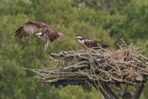 Premiers balbuzards à éclore dans une réserve naturelle de la RSPB en Angleterre depuis l'époque victorienne