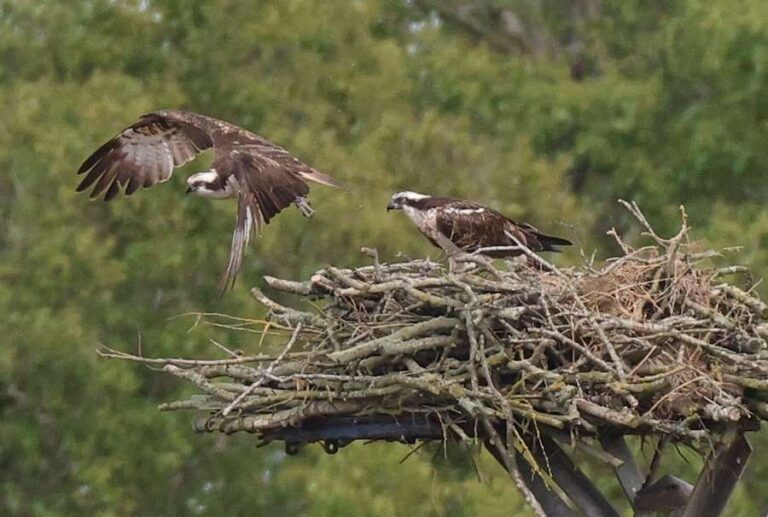 Premiers balbuzards à éclore dans une réserve naturelle de la RSPB en Angleterre depuis l'époque victorienne