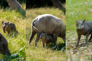 Un porcelet rare est né au zoo de Chester alors que la peste porcine africaine pousse l'espèce vers l'extinction