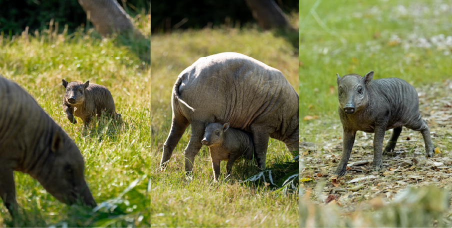 Rare piglet born at Chester Zoo