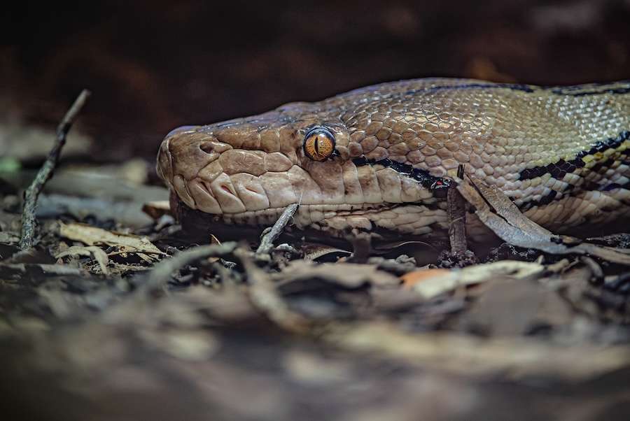 Un premier traitement contre le cancer sauve un python après qu'une tumeur ait détruit une partie de sa mâchoire