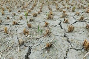 Un programme de soutien à la sécheresse de 65 millions de livres sterling annoncé pour les agriculteurs anglais