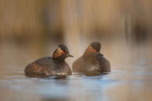 Une espèce d'oiseau rare au Royaume-Uni connaît une année record en matière de reproduction