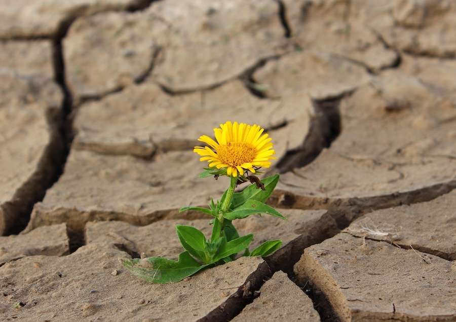 Extreme drought is changing Britain’s wildlife – and some effects won’t be seen until next year