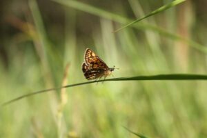 Des défenseurs de l'environnement qui redonnent vie à un papillon disparu reçoivent 150 000 £