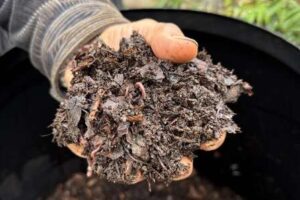 Le UK Compost Championship annonce le « Gardenfluencer » Charles Dowding comme vainqueur du troisième trimestre