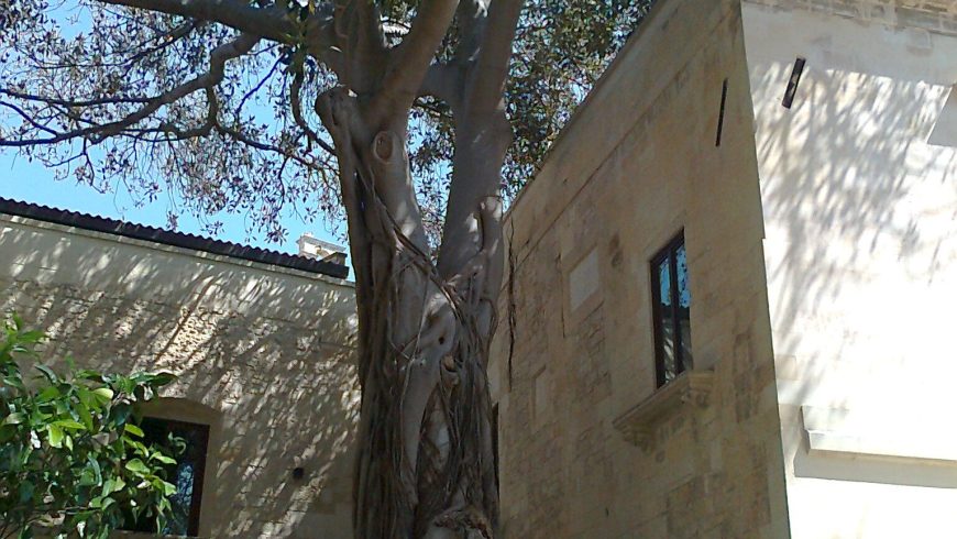 Ficus dans l'ancien Conservatoire de Sant'Anna à Lecce