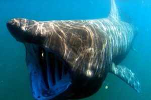 Ce que les pêcheurs m'ont appris sur la façon de sauver les requins d'Angleterre