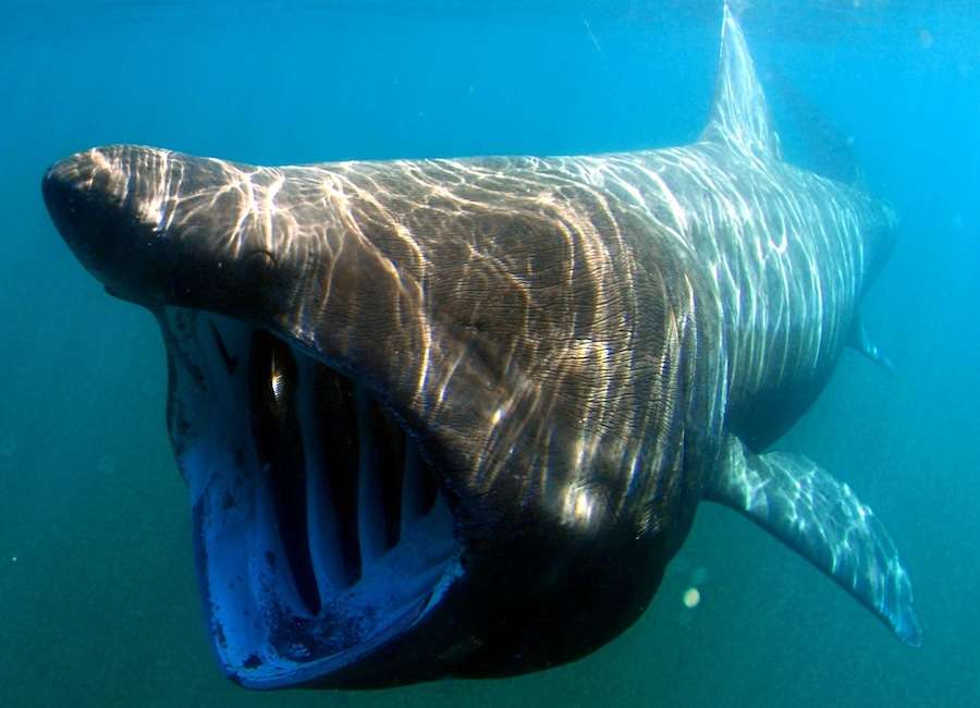 What anglers have taught me about saving England’s sharks