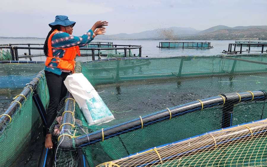 Ethical Seafood Research and Rio Fish announce partnership to advance fish welfare in Kenya