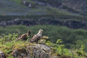 L'aigle miracle de Mull revient trois ans après une chute presque fatale