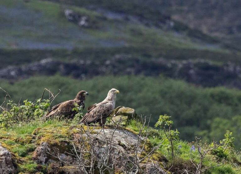 L'aigle miracle de Mull revient trois ans après une chute presque fatale