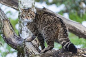 La faune écossaise passe à côté de millions de dollars de financement pour le rétablissement des espèces en raison de la fusion des agences environnementales