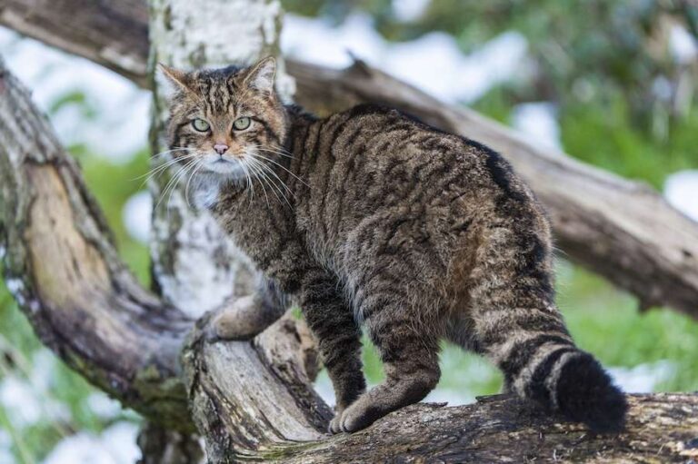 La faune écossaise passe à côté de millions de dollars de financement pour le rétablissement des espèces en raison de la fusion des agences environnementales