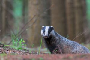 La faune sauvage est soumise à une cruauté « horrible » alors que des milliers de crimes présumés restent impunis
