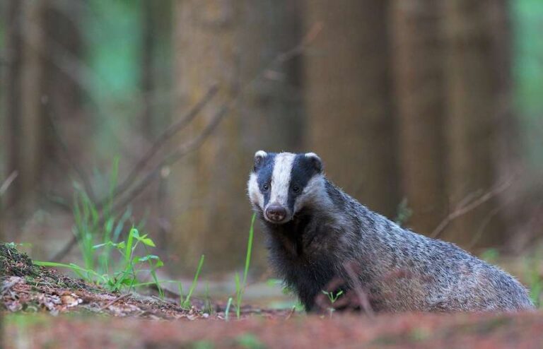 La faune sauvage est soumise à une cruauté « horrible » alors que des milliers de crimes présumés restent impunis