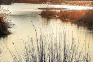 La perte de biodiversité reconnue comme un risque croissant pour la sécurité nationale et la résilience