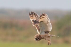 Les 19 espèces de rapaces et de hiboux qui se reproduisent en Angleterre ont été recensées à Wild Ken Hill cette année.