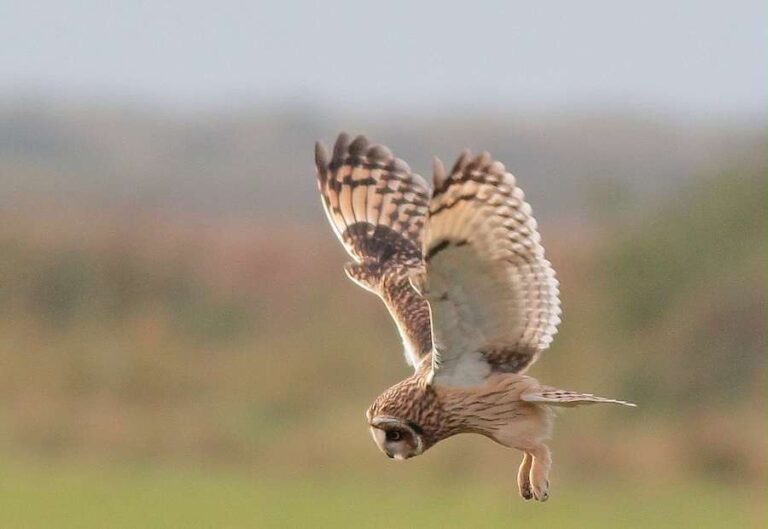 Les 19 espèces de rapaces et de hiboux qui se reproduisent en Angleterre ont été recensées à Wild Ken Hill cette année.