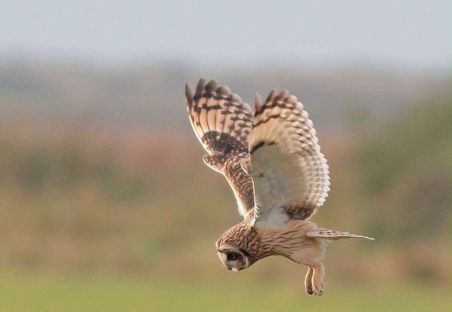 All 19 species of raptors and owls that breed in England have been recorded at Wild Ken Hill this year