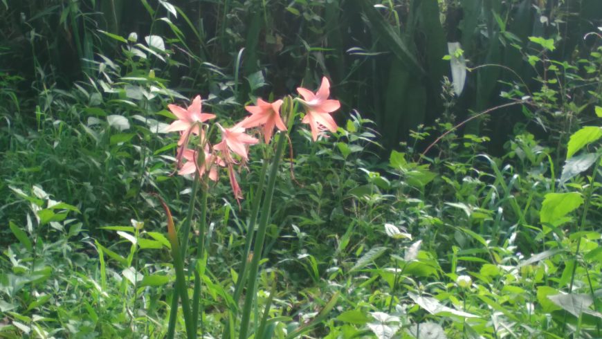 Fleurs sauvages au Sri Lanka