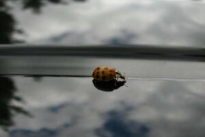 Pourquoi devrions-nous nous en soucier s'il n'y a pas d'insectes écrasés sur nos pare-brise ?