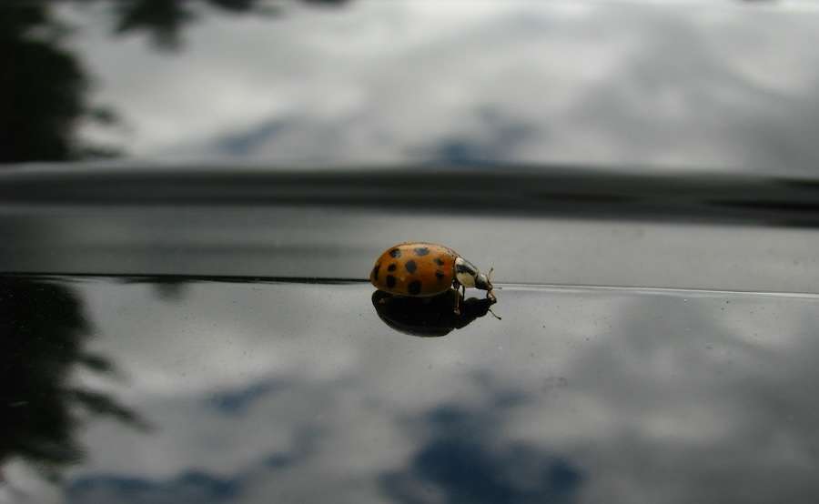 Why should we care if there aren’t any squished insects on our windscreens?