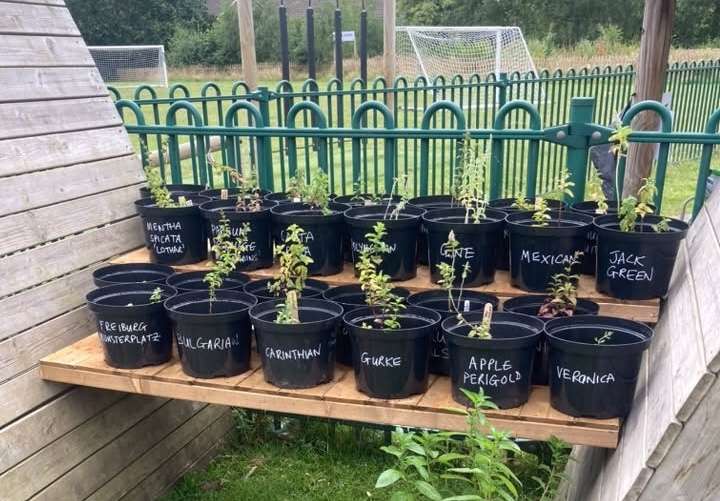 Chester academic and award-winning mint expert grows schools