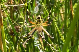 Une araignée rayée « réfugiée climatique » trouvée pour la première fois dans le nord-ouest de l’Angleterre